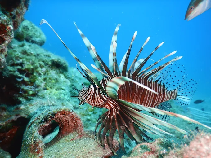 Hippocampos καταδύσεις