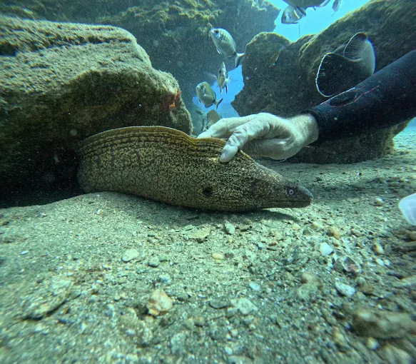 Hippocampos καταδύσεις