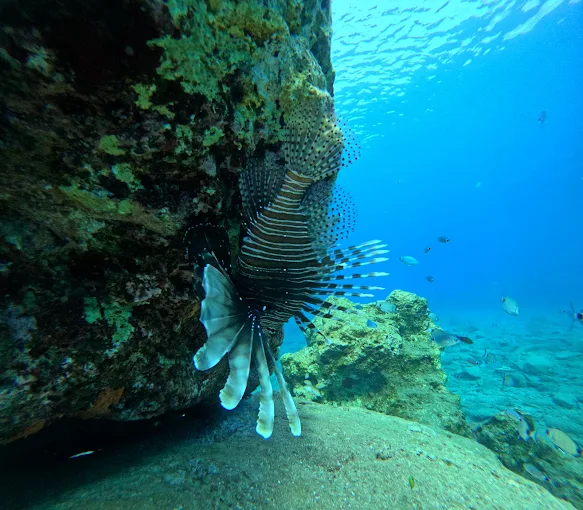 Hippocampos καταδύσεις