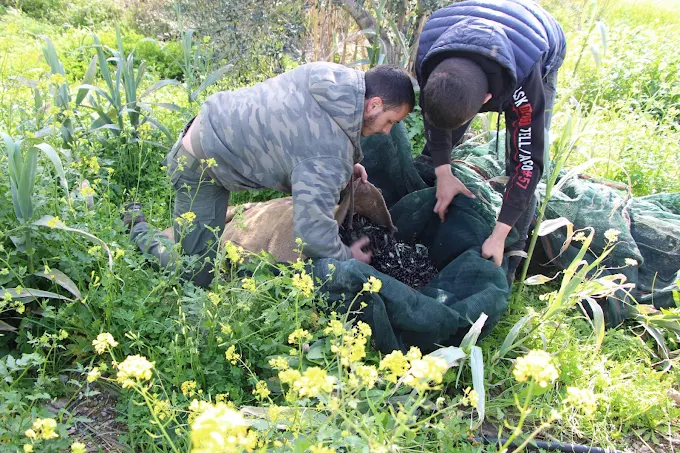 ΕΛΑΙΟΥΡΓΕΙΟ ΒΟΡΕΙΑ ΠΕΔΙΑΔΑ