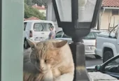 Ο ΔΡΥΜΩΝΑΣ