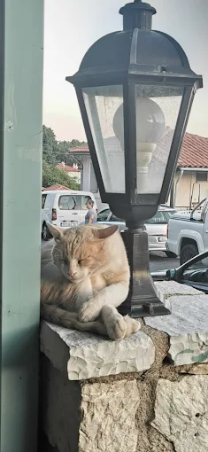 Ο ΔΡΥΜΩΝΑΣ