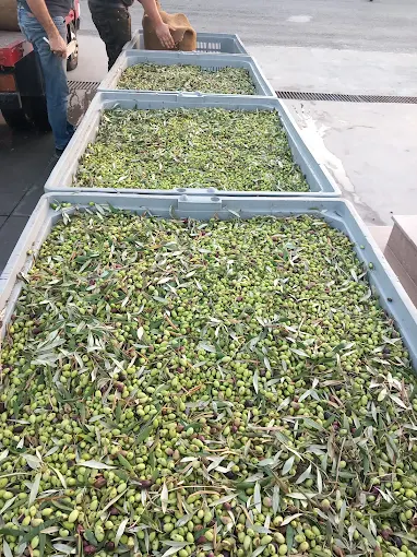 ΕΛΑΙΟΥΡΓΕΙΟ ΒΟΡΕΙΑ ΠΕΔΙΑΔΑ