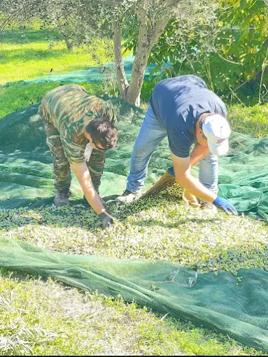 Olive Oil Experience Crete Politakis , Ελαιοτριβείο