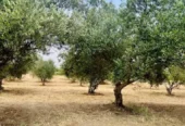 Olive Oil Experience Crete Politakis , Ελαιοτριβείο