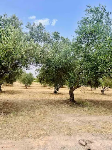 Olive Oil Experience Crete Politakis , Ελαιοτριβείο