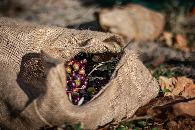 Koutouzis Olive Oil