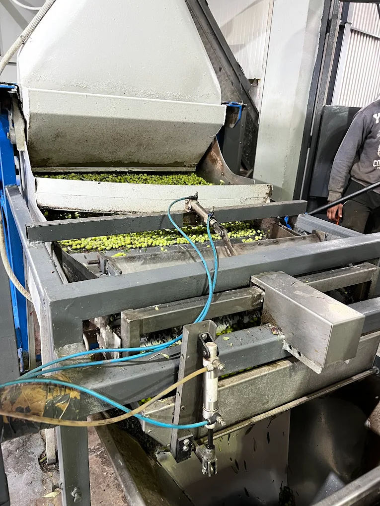 Σάββας Ψηλοπαναγιώτης ελαιοτριβείο