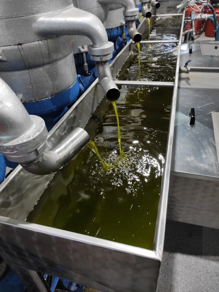 Σάββας Ψηλοπαναγιώτης ελαιοτριβείο