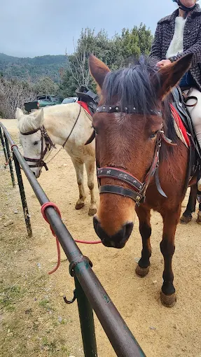 Περιηγήσεις με Άλογα