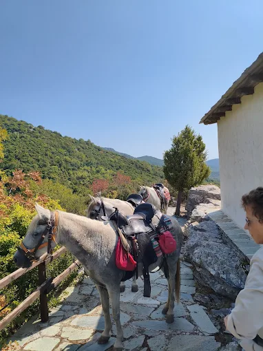 Περιηγήσεις με Άλογα