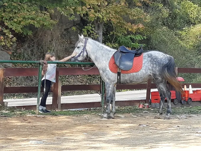 Περιηγήσεις με Άλογα