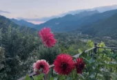 Ταβέρνα Ψησταριά Φρειδερίκη